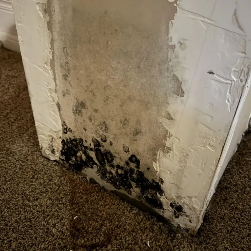 Professional Mold Removal in Princeton, MN